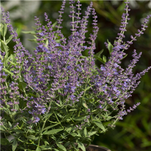 Perovskia 'Silvery Blue' (Salvia Yangii 'Silvery Blue')